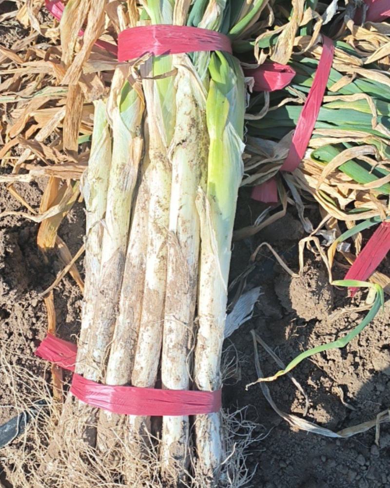 精大葱口感清脆