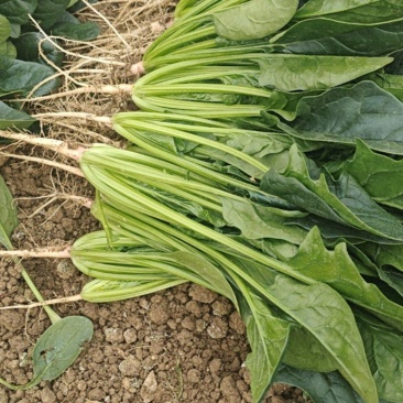 菠菜