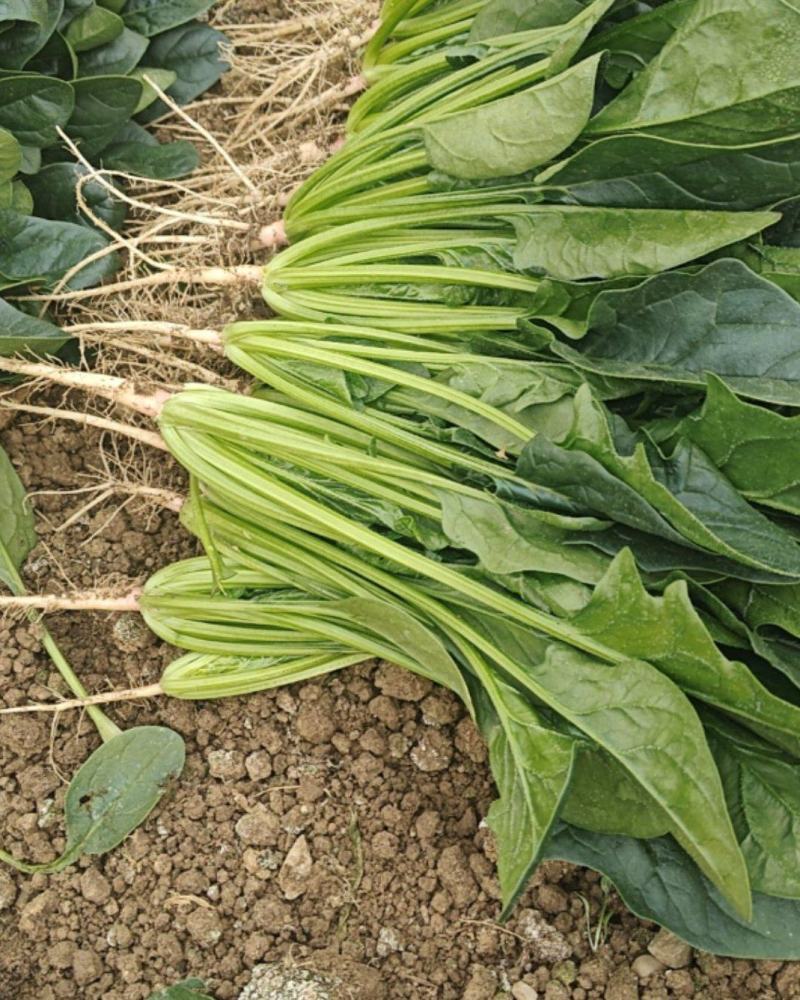 菠菜