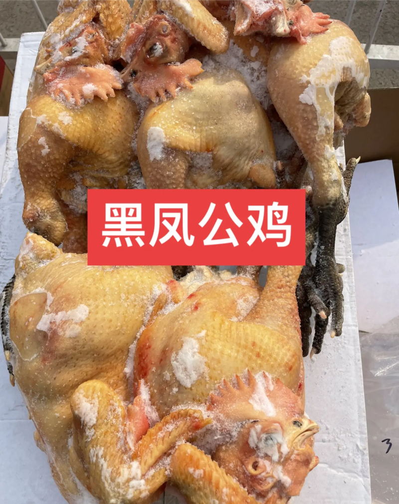 笨公鸡黑腿规格齐全厂家直销量大从优