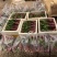 红菜苔高度20公分到25公分