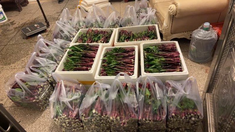 红菜苔高度20公分到25公分