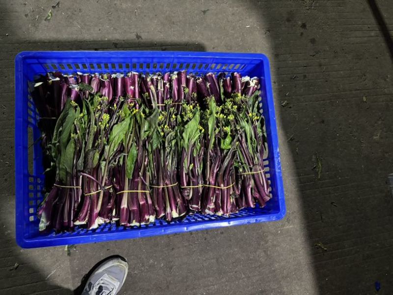 红菜苔高度20公分到25公分