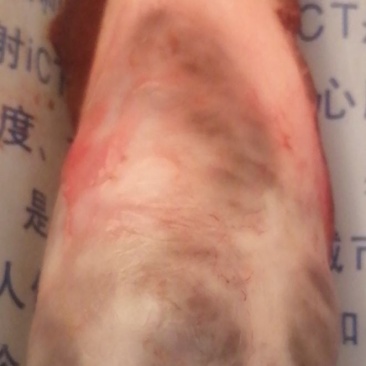 新鲜猪砂
