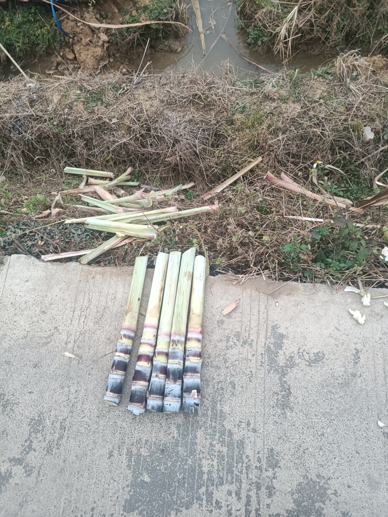 广西一手甘蔗苗大量现货，量大从优，欢迎新老朋友订购。