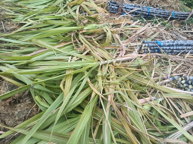 广西一手甘蔗苗大量现货，量大从优，欢迎新老朋友订购。