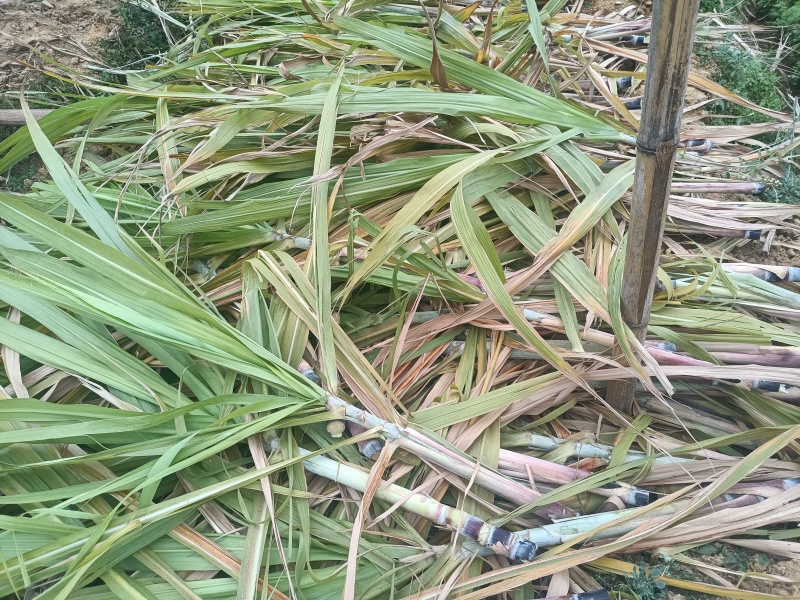 广西一手甘蔗苗大量现货，量大从优，欢迎新老朋友订购。