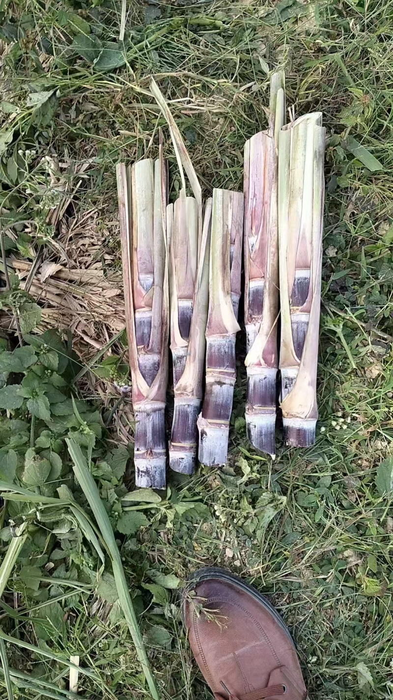广西一手甘蔗苗大量现货，量大从优，欢迎新老朋友订购。