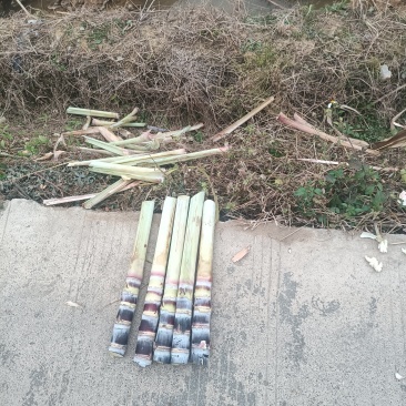 广西一手甘蔗种苗批发，大量现货，黑皮，黄皮，诚信可靠
