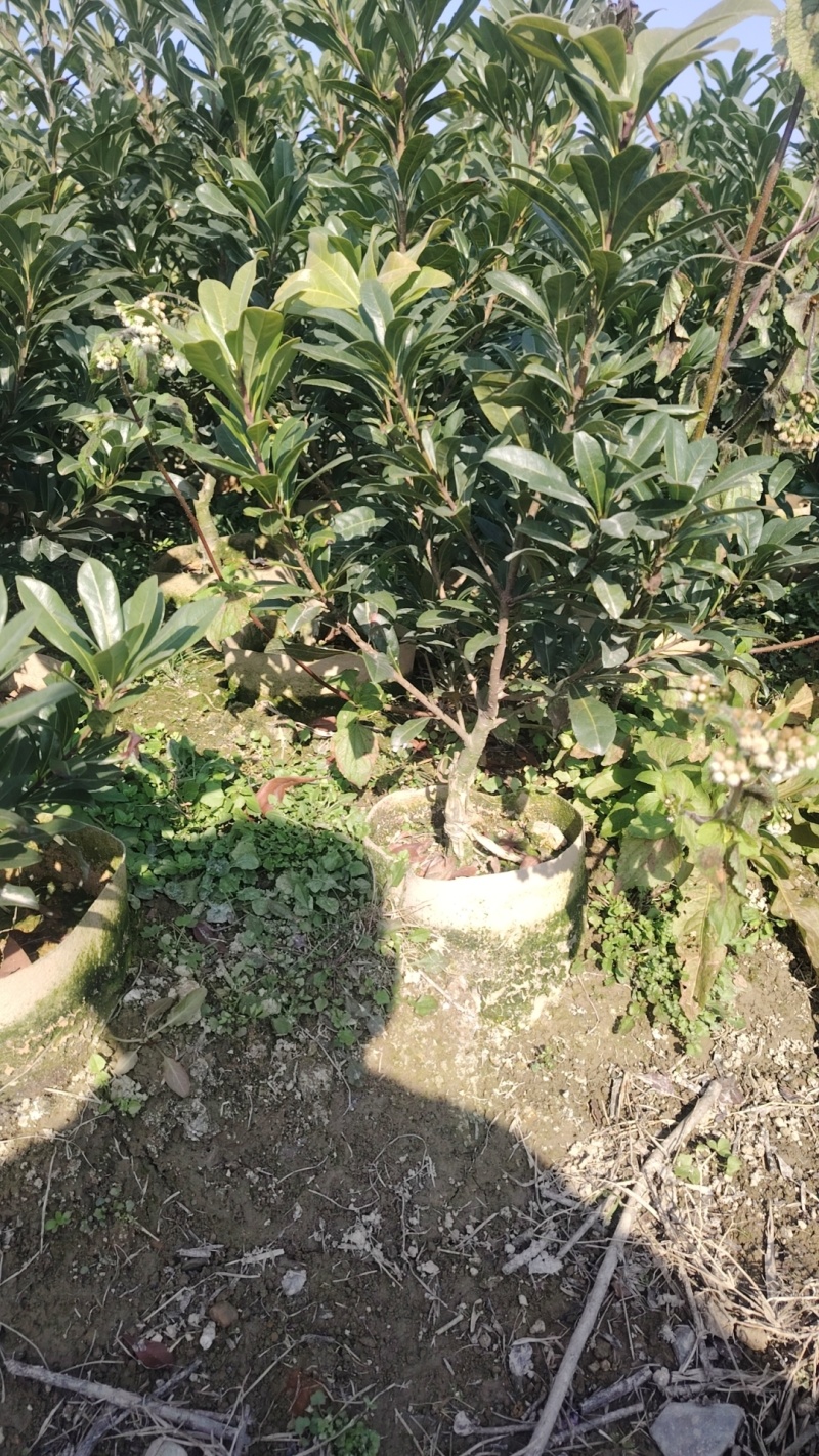 杨梅树苗