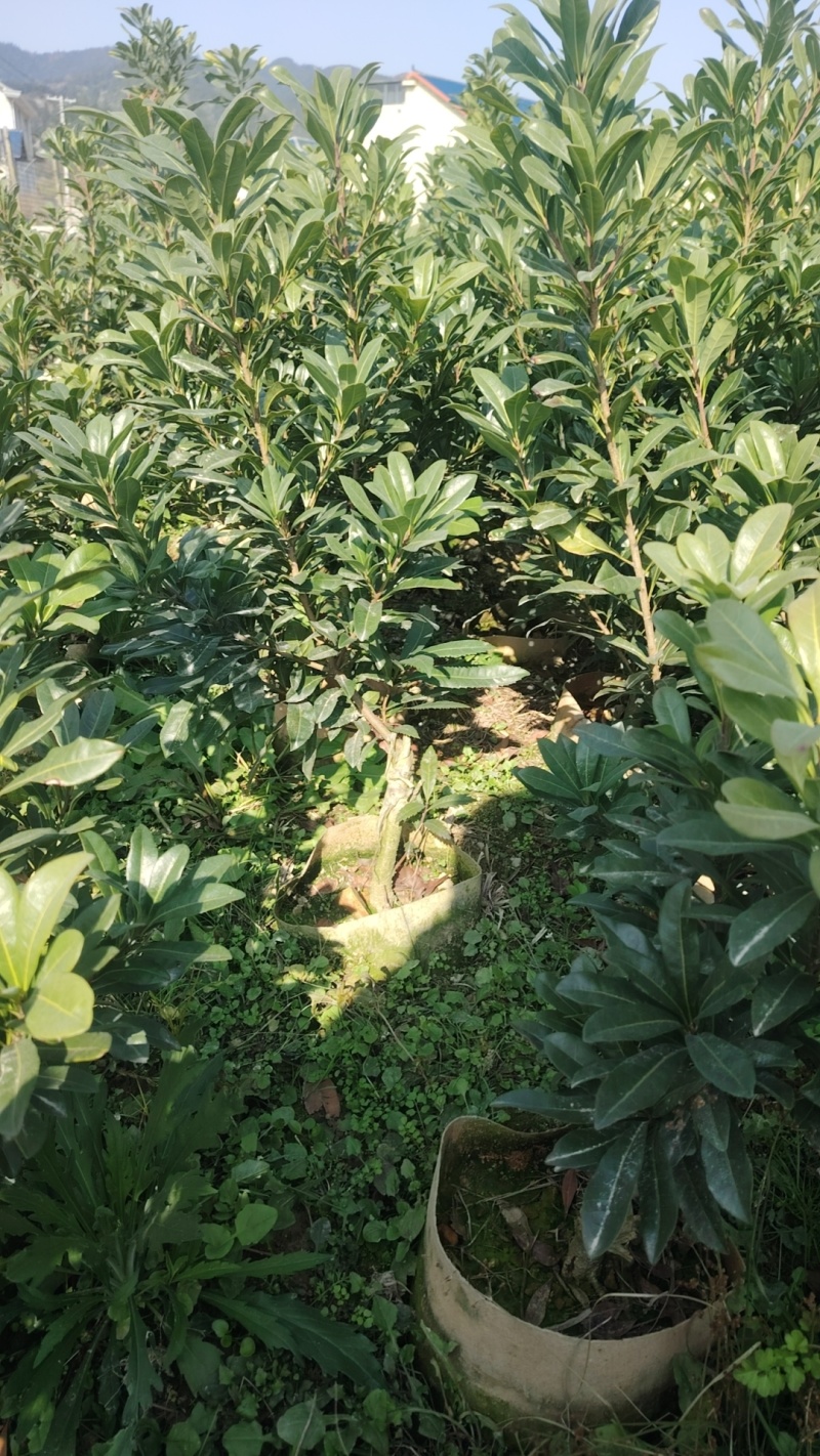 杨梅树苗