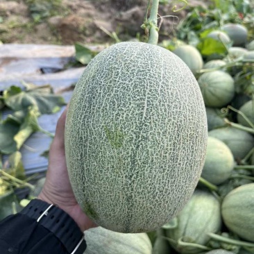大果，2.5斤起步