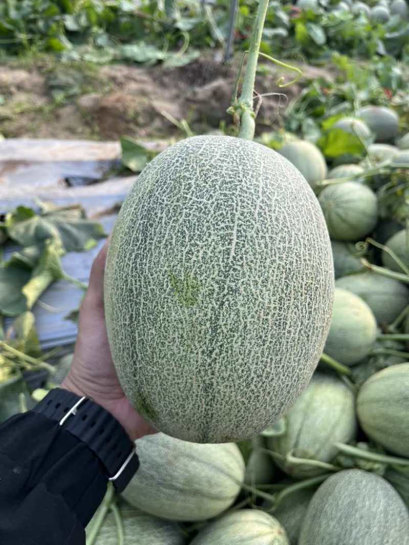 大果，2.5斤起步