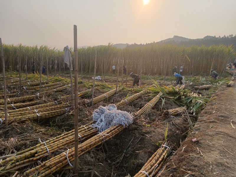 黄皮黑皮广西甘蔗种苗，现货10万棵！