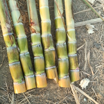 黄皮黑皮广西甘蔗种苗，现货10万棵！