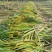黄皮黑皮广西甘蔗种苗，现货10万棵！