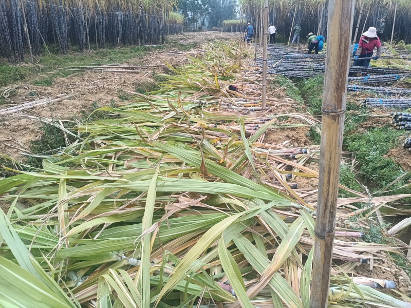 黄皮黑皮广西甘蔗种苗，现货10万棵！