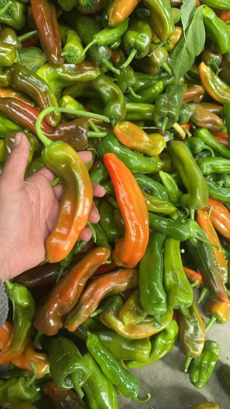 红椒