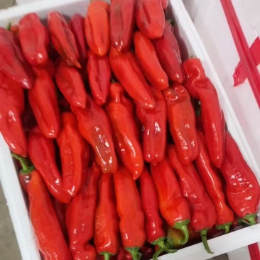 红椒