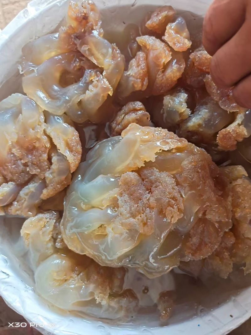 海蛰