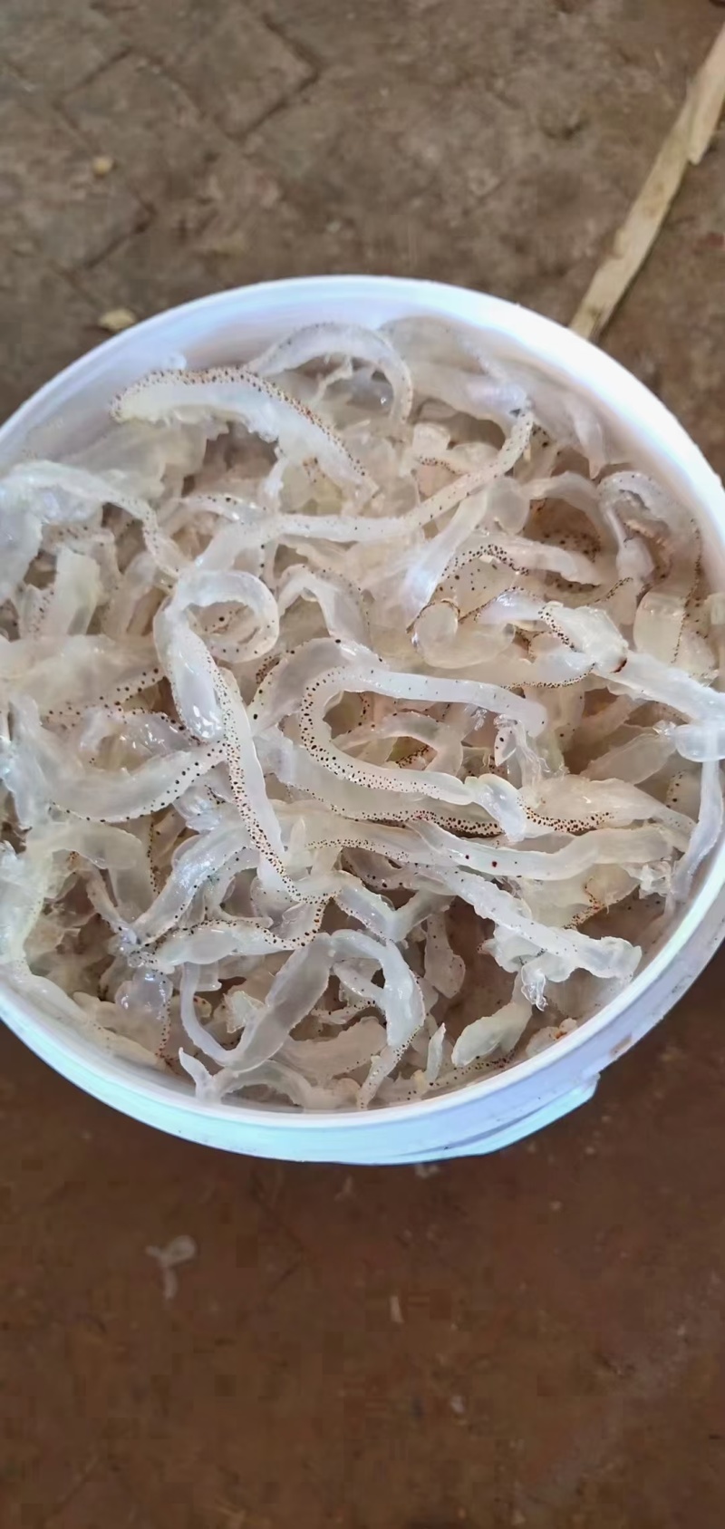 各种海蛰齐全