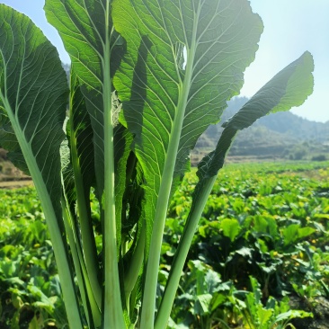 增城迟菜心