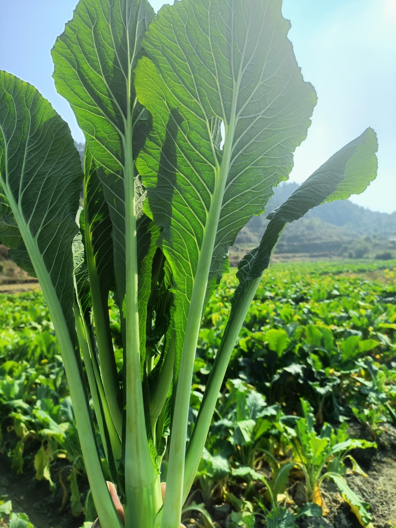 增城迟菜心
