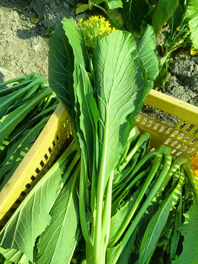 增城迟菜心