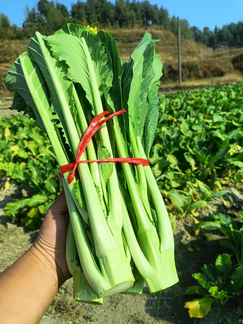 增城迟菜心
