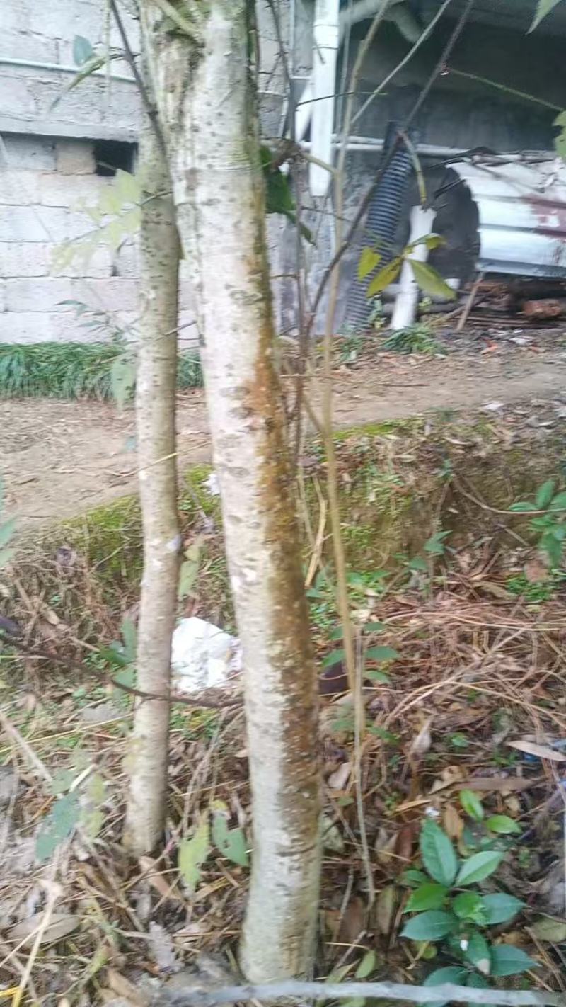 卖桂花树量大，价格便宜。