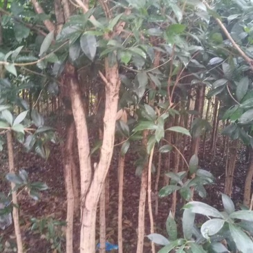 卖桂花树量大，价格便宜。