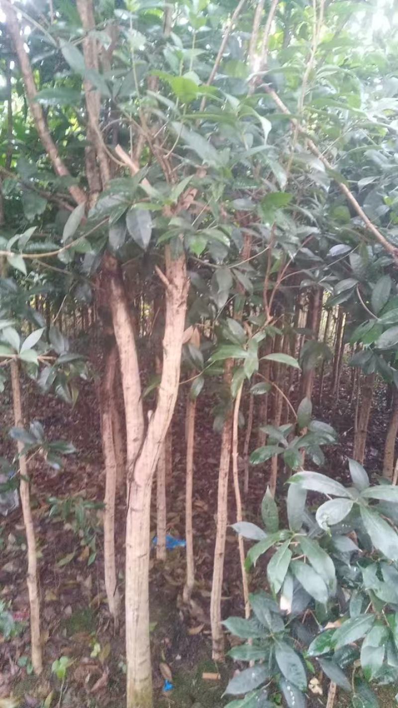 卖桂花树量大，价格便宜。