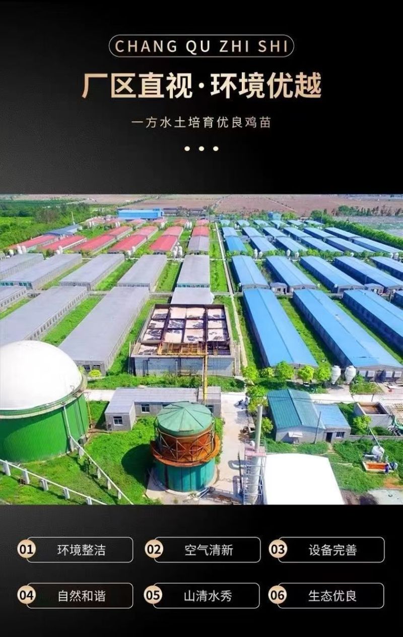 土鸡苗买1000送100包防疫包运输货到满意付款诚