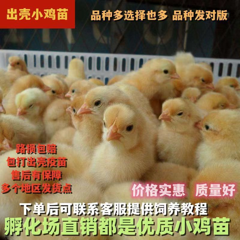土鸡苗买1000送100包防疫包运输货到满意付款诚