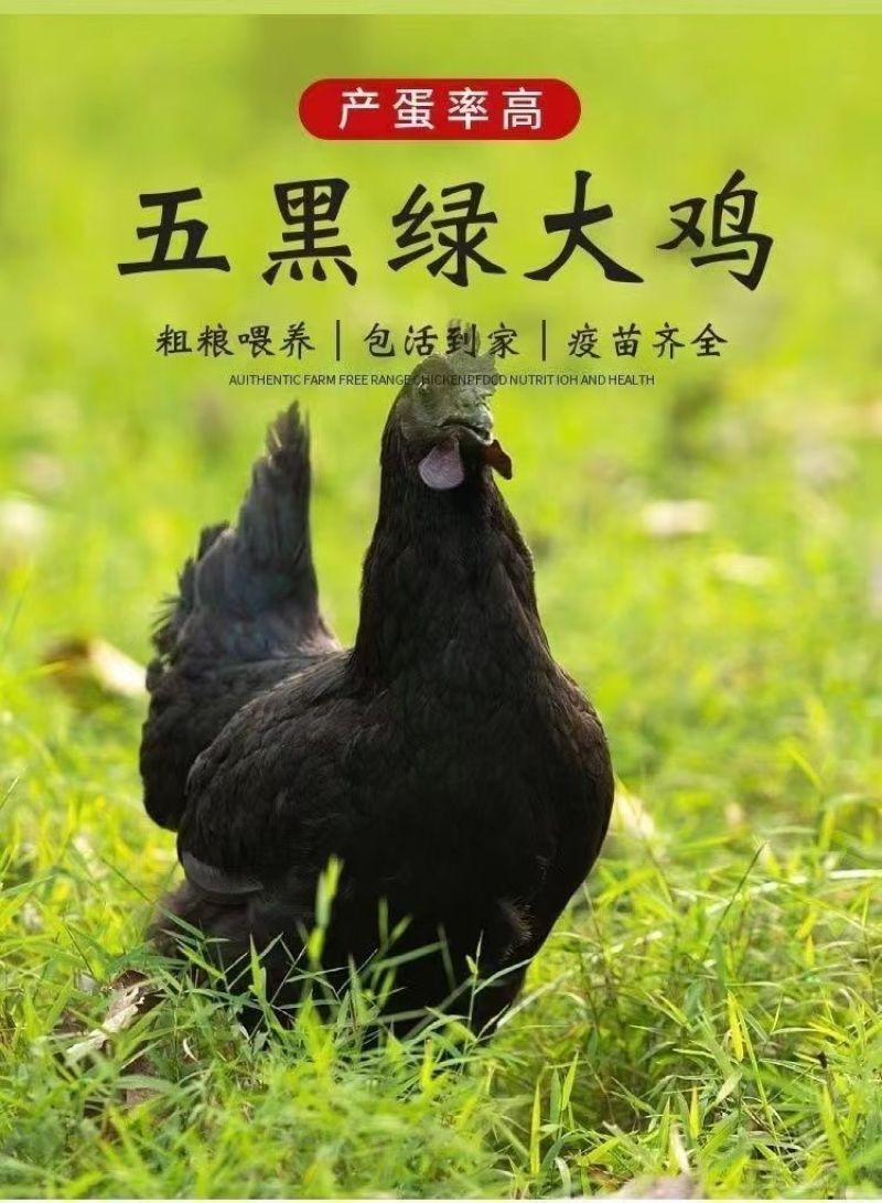 五黑鸡苗买1000送100包防疫包运输货到满意付款