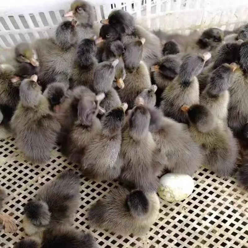 金锭鸭苗买1000送100包防疫包运输货到满意付款