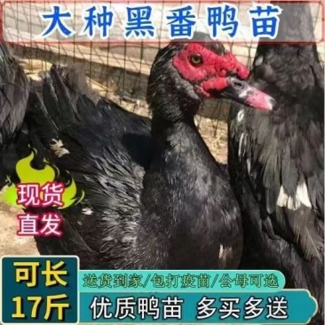 番鸭苗买1000送100包防疫包运输货到满意付款诚