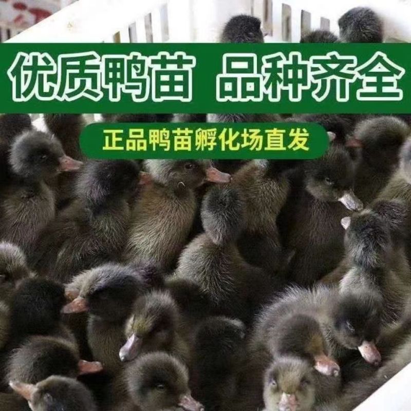 番鸭苗买1000送100包防疫包运输货到满意付款诚