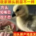 狮头鹅苗买1000送100包防疫包运输货到满意付款