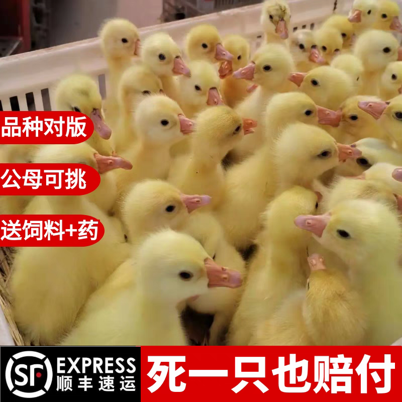 三花鹅苗买1000送100包防疫包运输货到满意付款