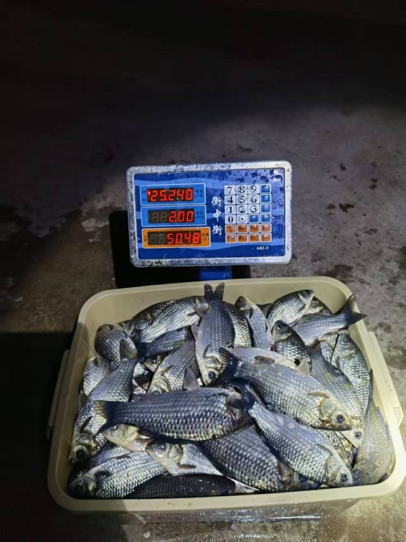 大小鲫鱼出售