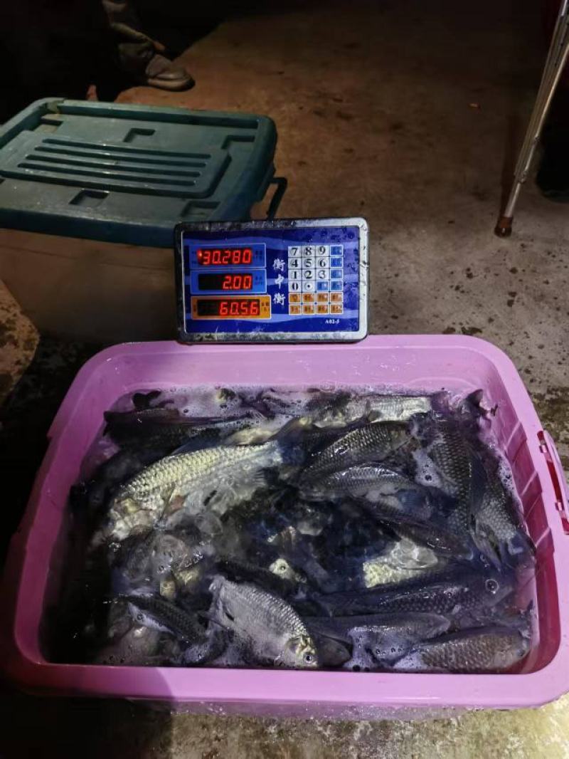 大小鲫鱼出售