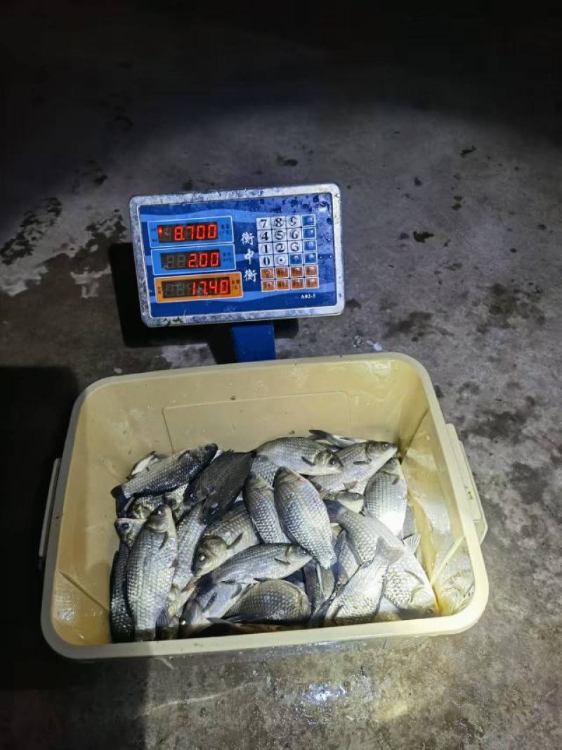 大小鲫鱼出售