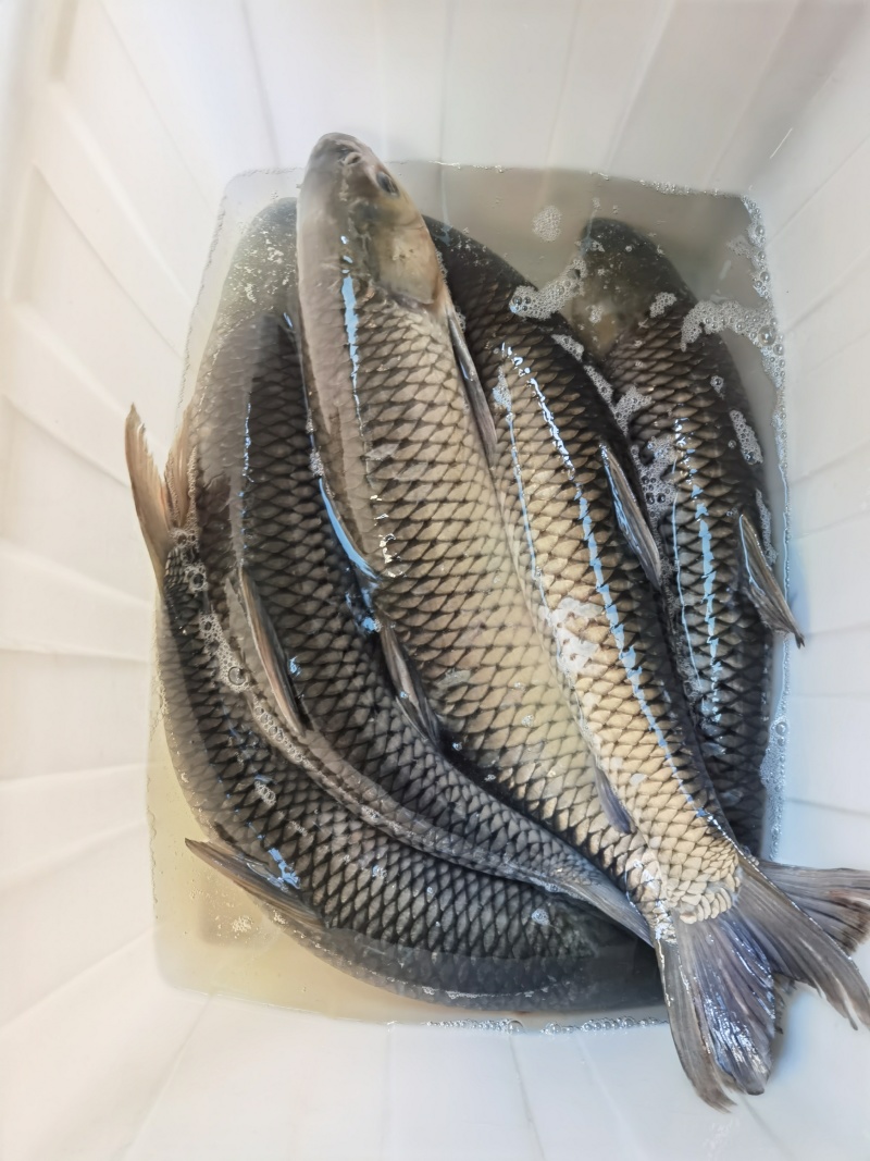 广东中山脆肉鲩