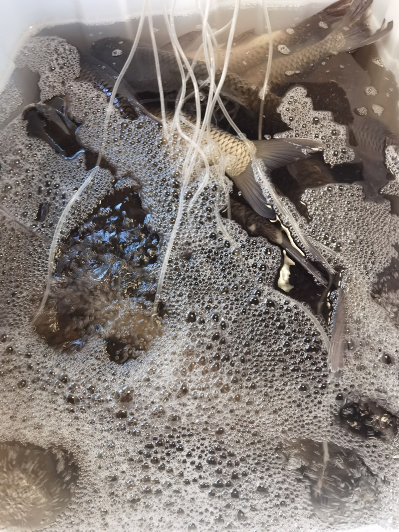 广东中山脆肉鲩