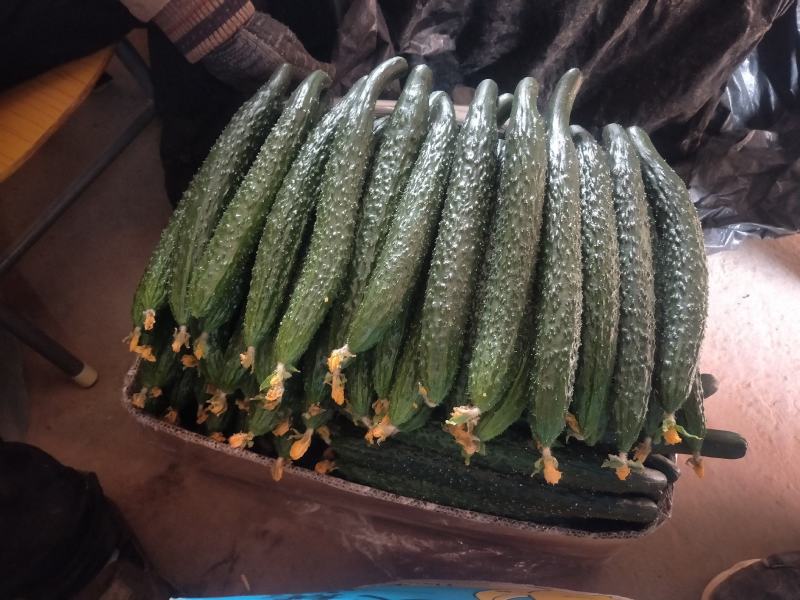 大荔密刺黄瓜陕西黄瓜带刺，电商货！价格合理需要联系我，