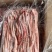 猪鞭300条，400条最新日期！现场实拍！【腾惠更多客户