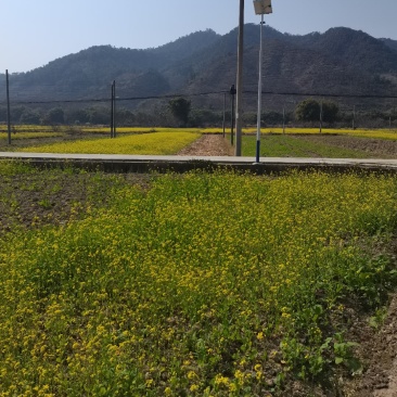 水田出租