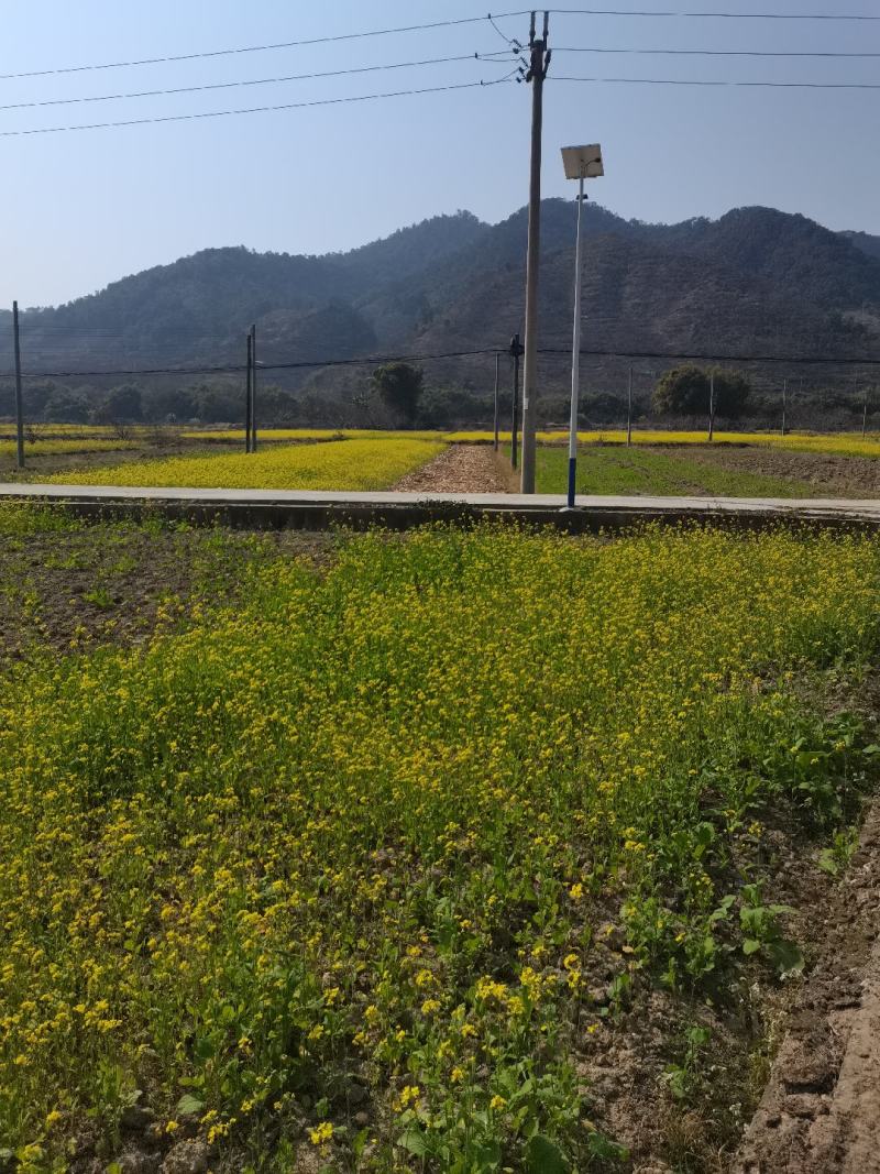 水田出租
