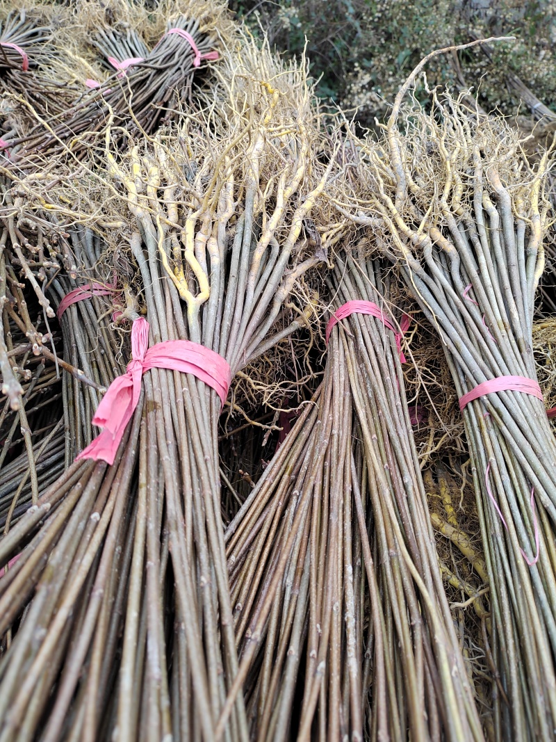 厚皮黄柏苗清土处理